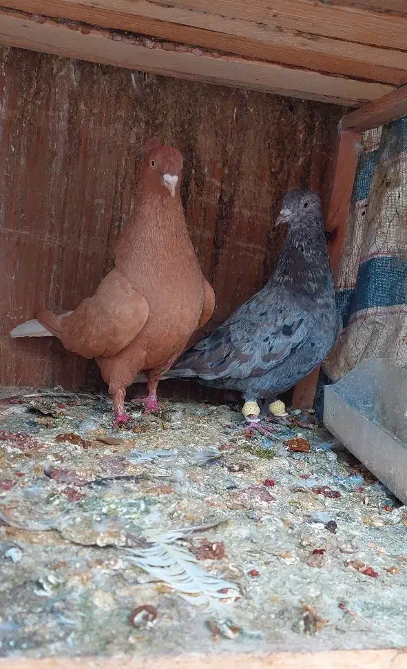 نرماده سرور و زرد دم سفید|پرنده|شیراز, تندگویان|دیوار