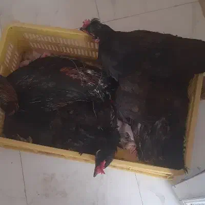 فروش مرغ و یک خروس سرحال تخم گذار|حیوانات مزرعه|درب بهشت, |دیوار