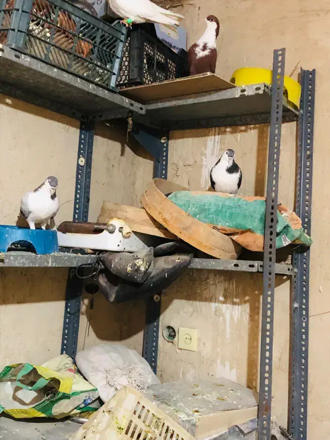 تعدادی کبوتر|پرنده|زاهدان, |دیوار