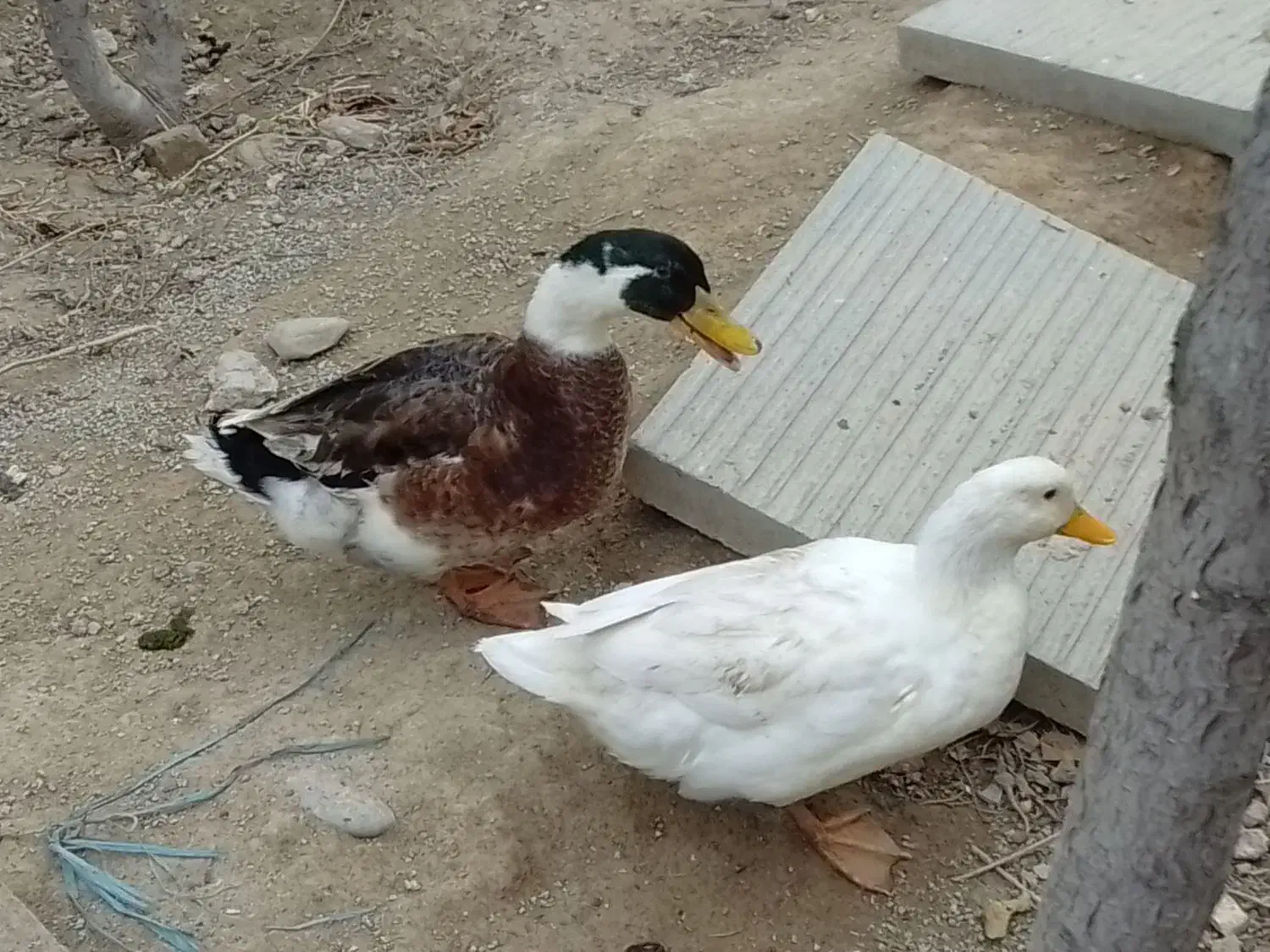 اردک و مرغ|حیوانات مزرعه|ماهدشت, |دیوار