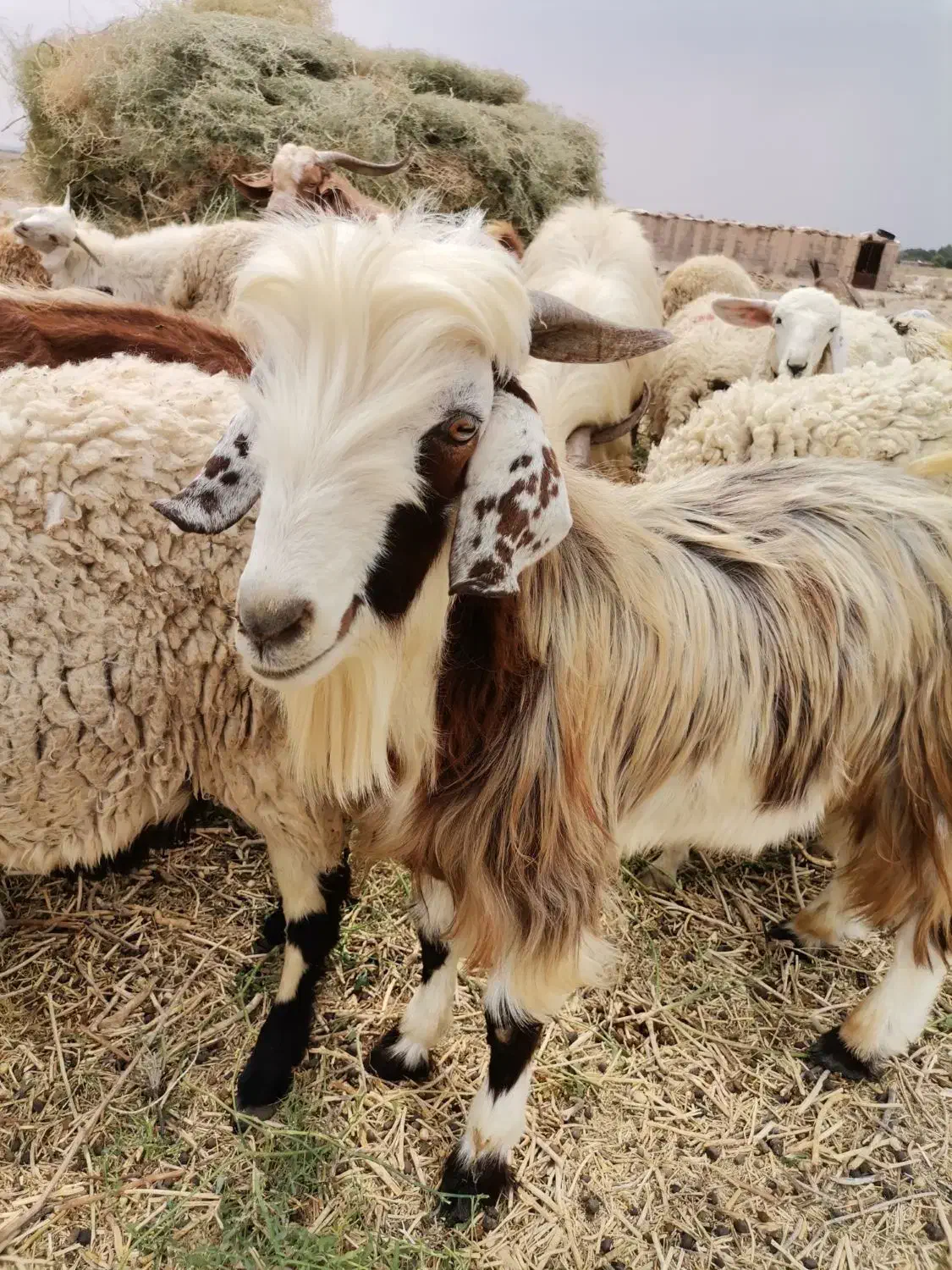 دُبر فروشی شهربابک|خوردنی و آشامیدنی|شهر بابک, |دیوار