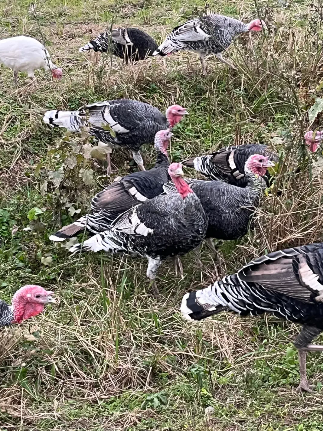 بوقلمون محلی نروماده|حیوانات مزرعه|طاهرگوراب, |دیوار