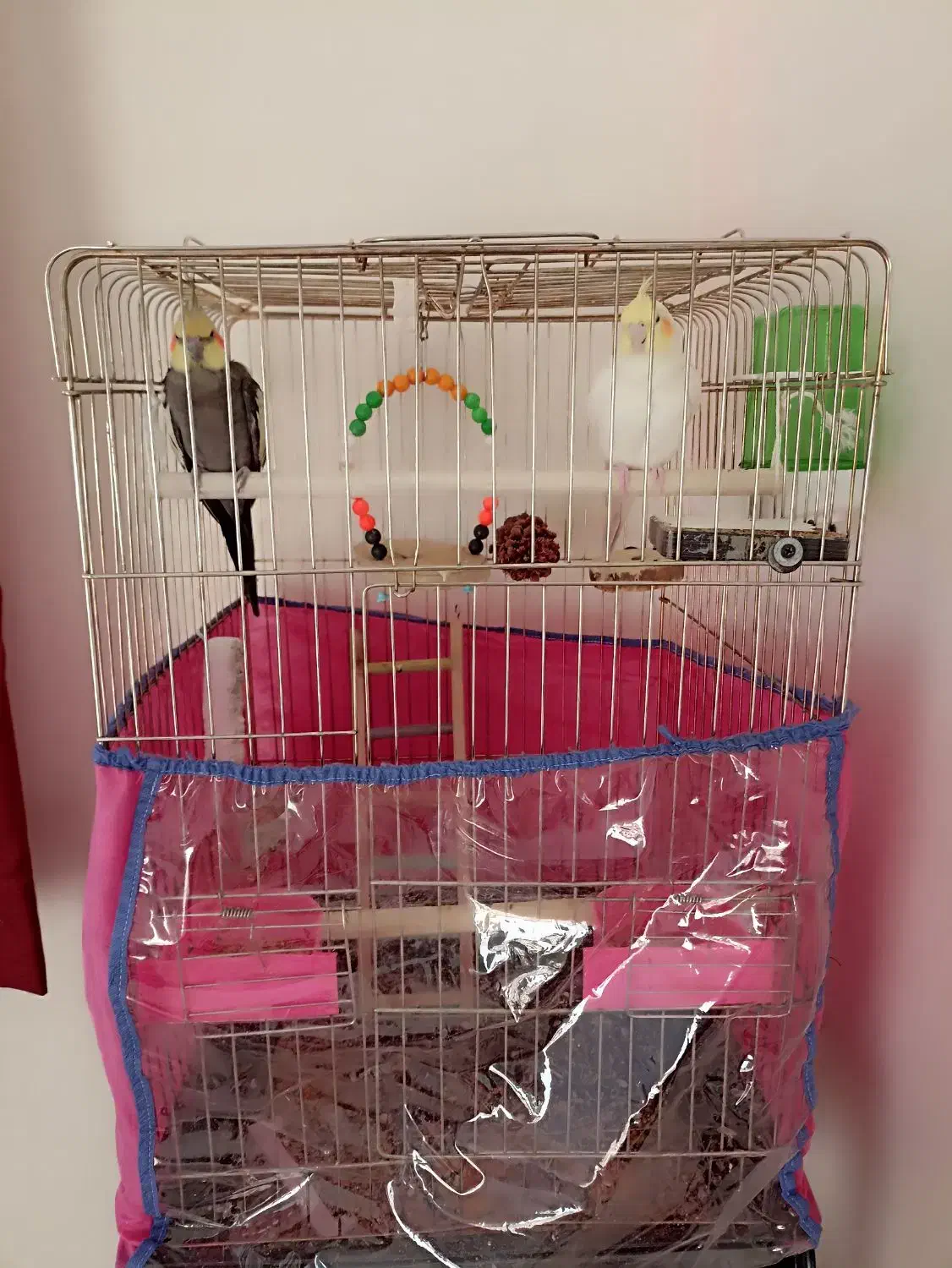 عروسی هلندی نرو ماده باقفس|پرنده|شهریار, شهریار|دیوار