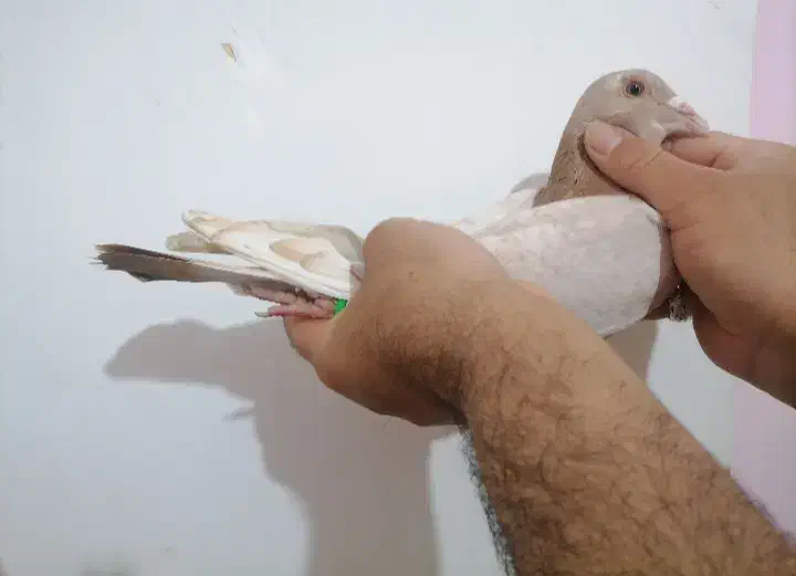 پلاکی|پرنده|بوشهر, |دیوار