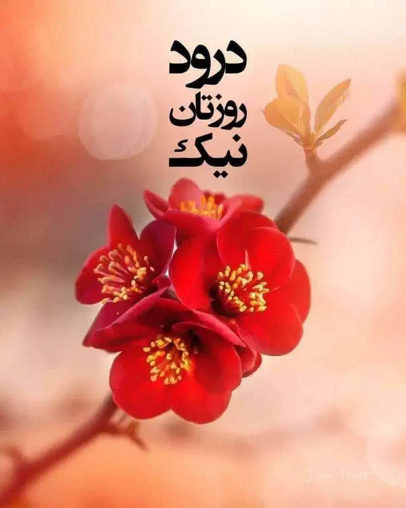 نظافتچی|استخدام سرایداری و نظافت|بوشهر, |دیوار