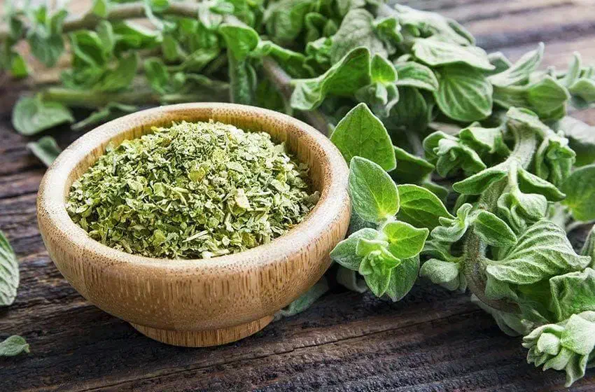 بازگشت به طبیعت برای سلامت جسم و روح با طب سنتی|خدمات آموزشی|تخت سلیمان, |دیوار