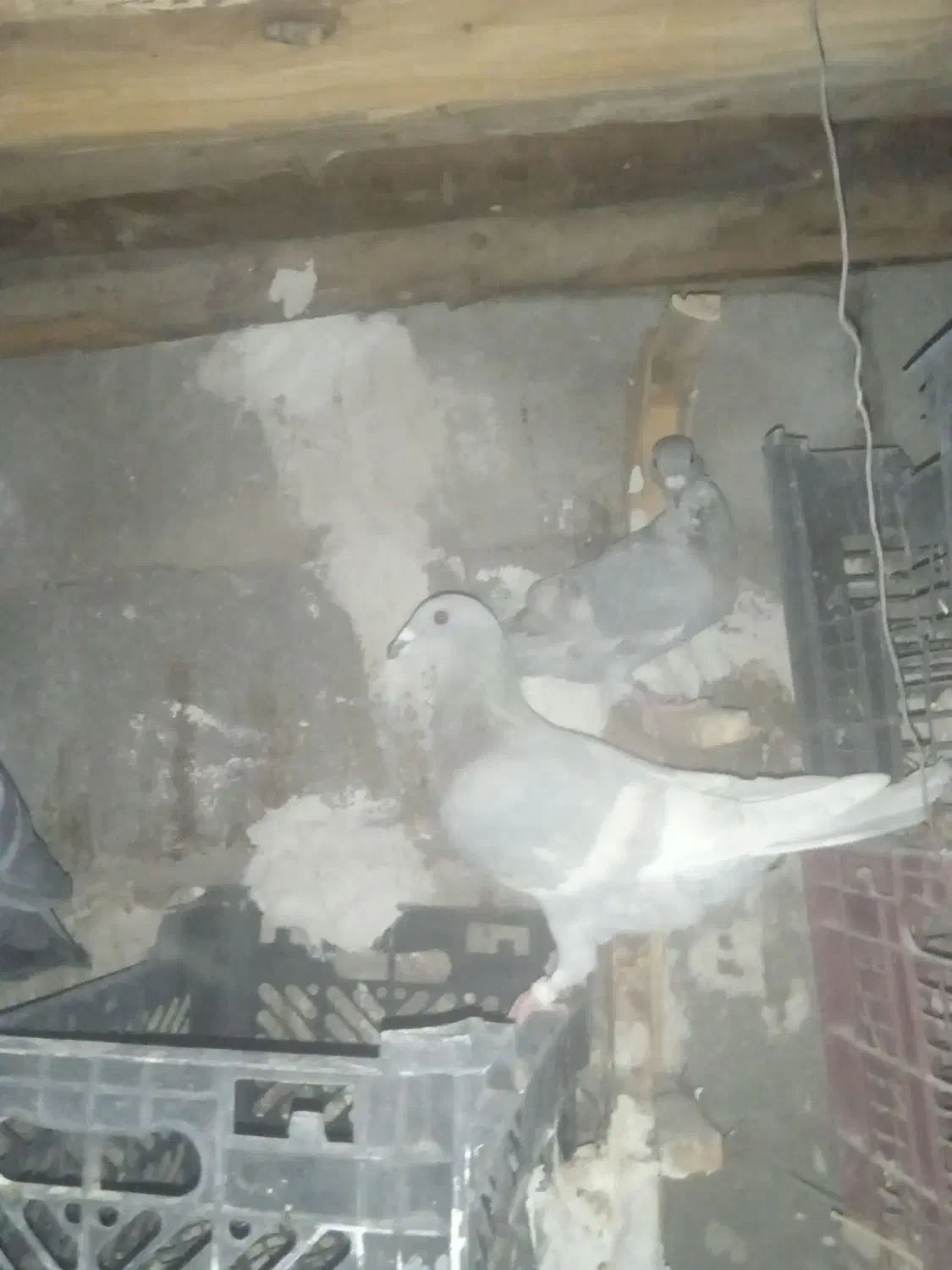 الماسی خط سفید|پرنده|فراشبند, |دیوار