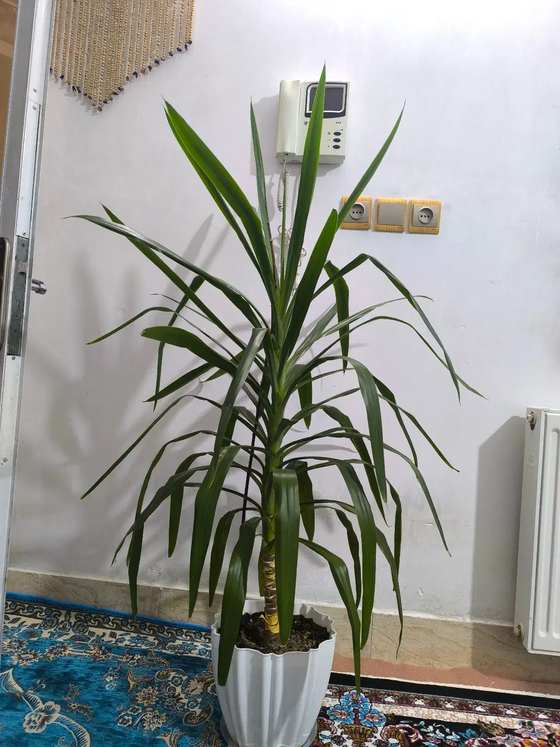 گل طبیعی|گل و گیاه طبیعی|فولادشهر, B2|دیوار