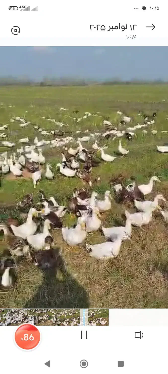 اردک محلی تعداد بالا|حیوانات مزرعه|آستانه اشرفیه, |دیوار