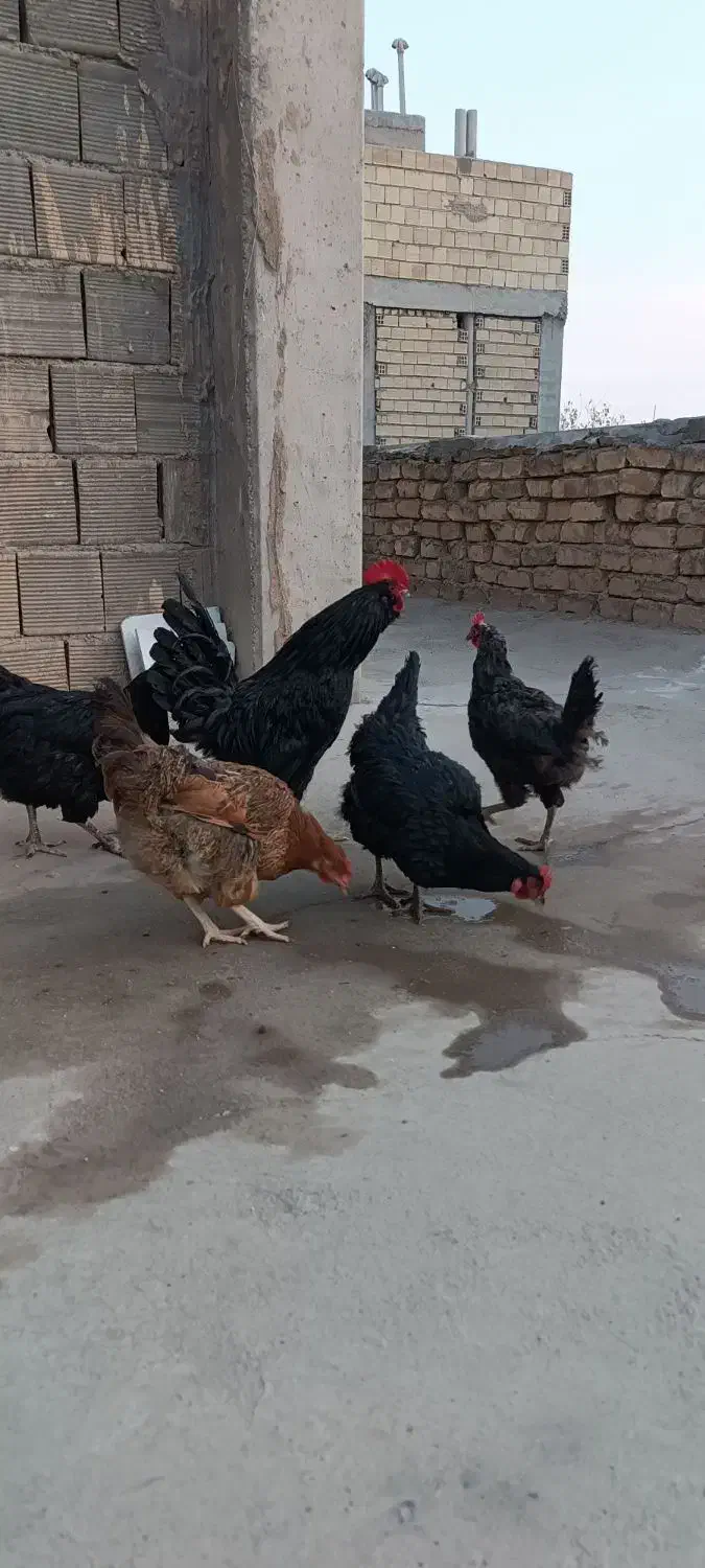 تخم مرغ نطفه دار|حیوانات مزرعه|فلاورجان, |دیوار