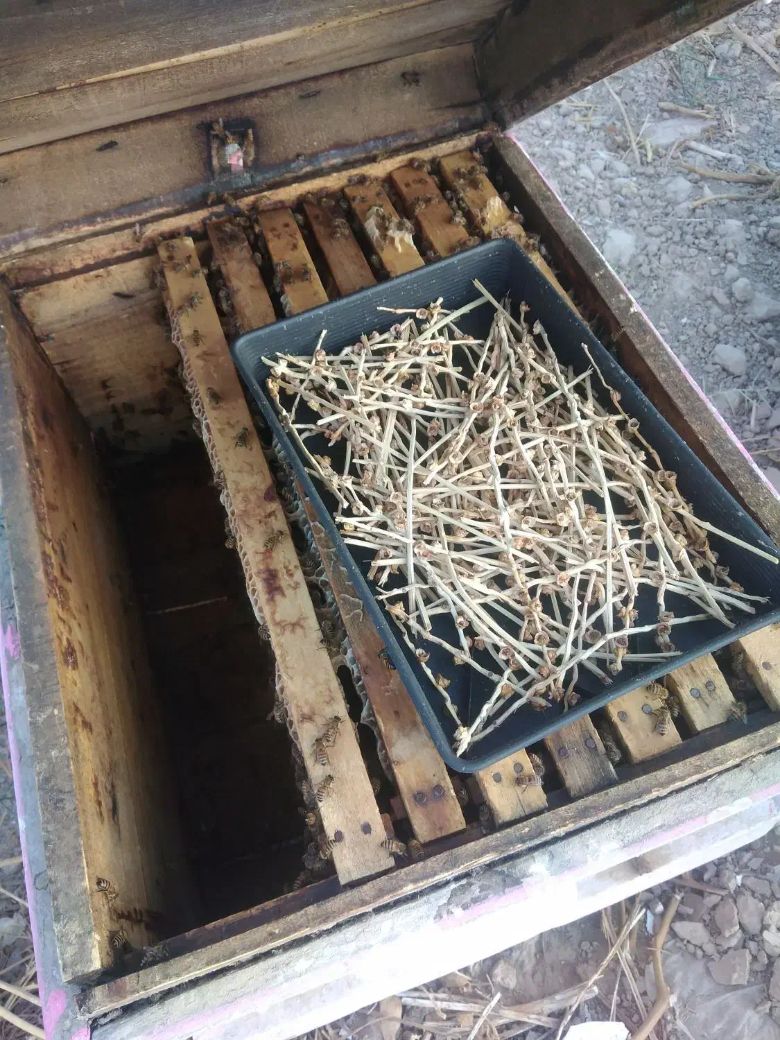 زنبور عسل|حیوانات مزرعه|جره و بالاده, |دیوار