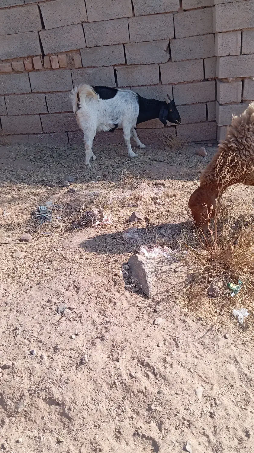 بز فروشی|حیوانات مزرعه|خواف, |دیوار