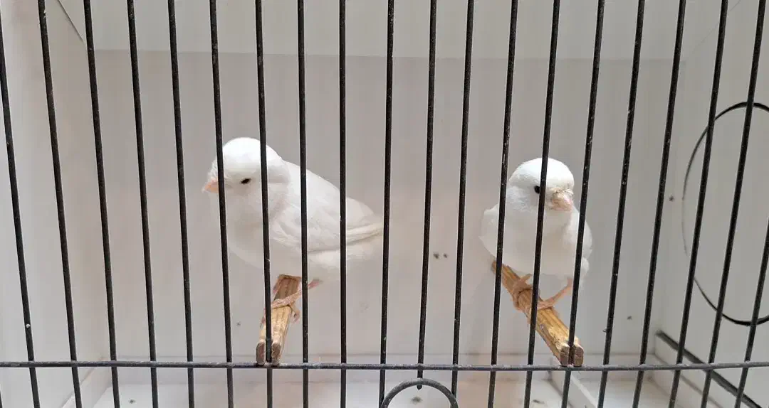 فروش تعدادی قناری رنگی|پرنده|فردیس, نسترن شرقی|دیوار