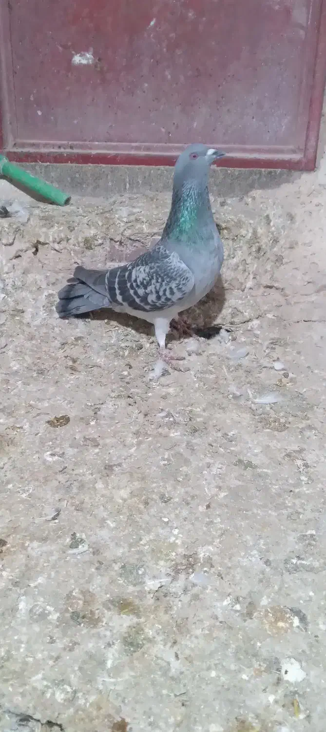 سبز|پرنده|شیروان (خراسان), |دیوار