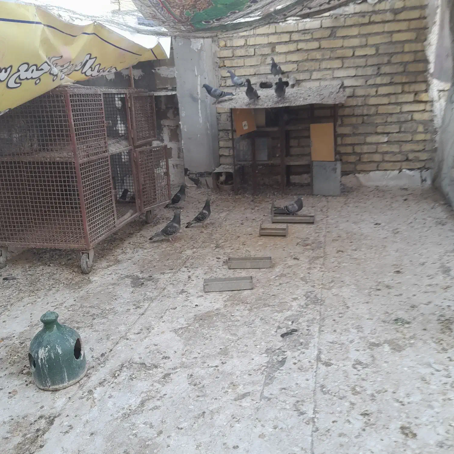 کبوترپلاکی۳۰۰|پرنده|خمینی‌شهر, |دیوار