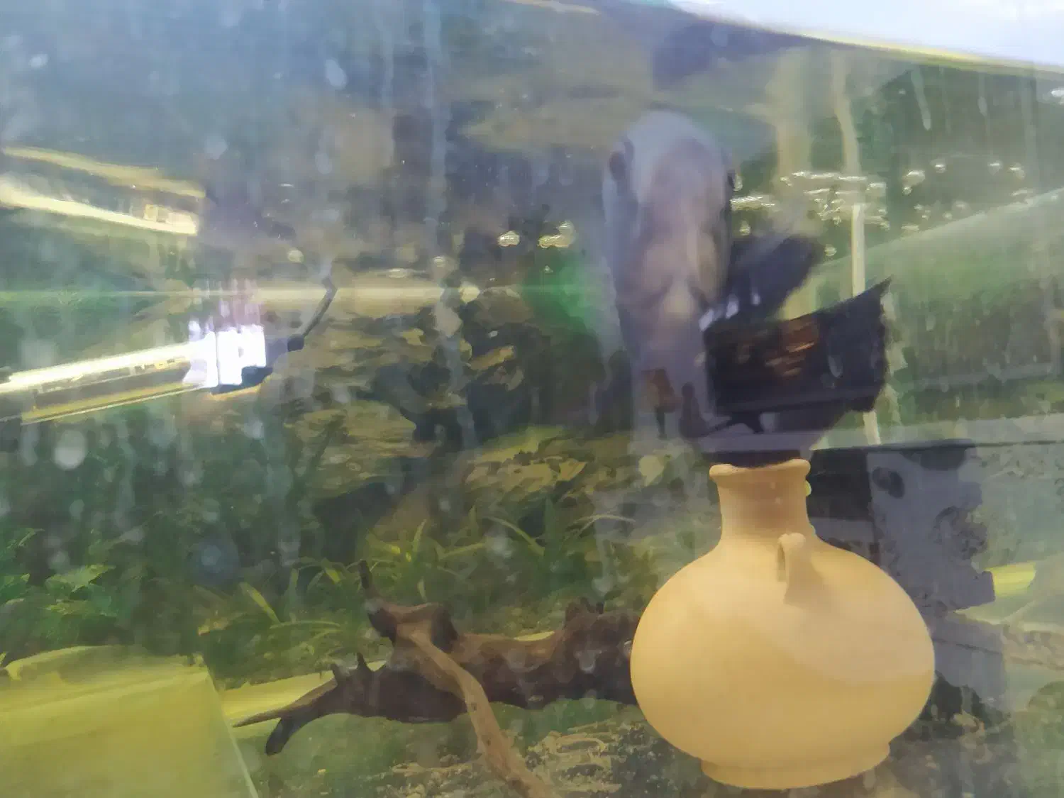 سه عدد ماهی|ماهی|رفسنجان, |دیوار