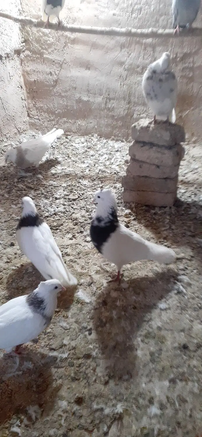 طوقی|پرنده|دهگلان, |دیوار