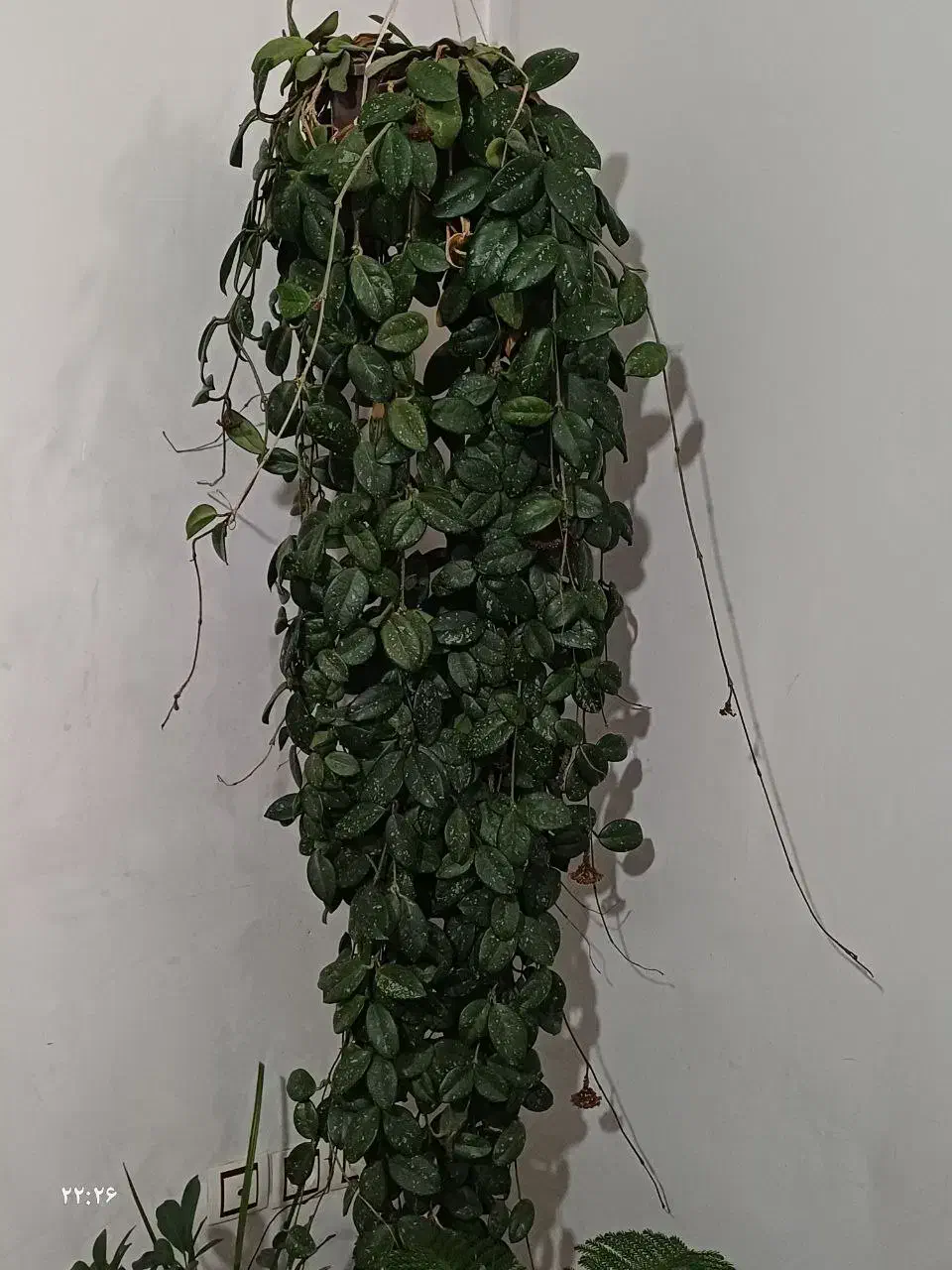 گل پنجه گرگی|گل و گیاه طبیعی|اردبیل, |دیوار