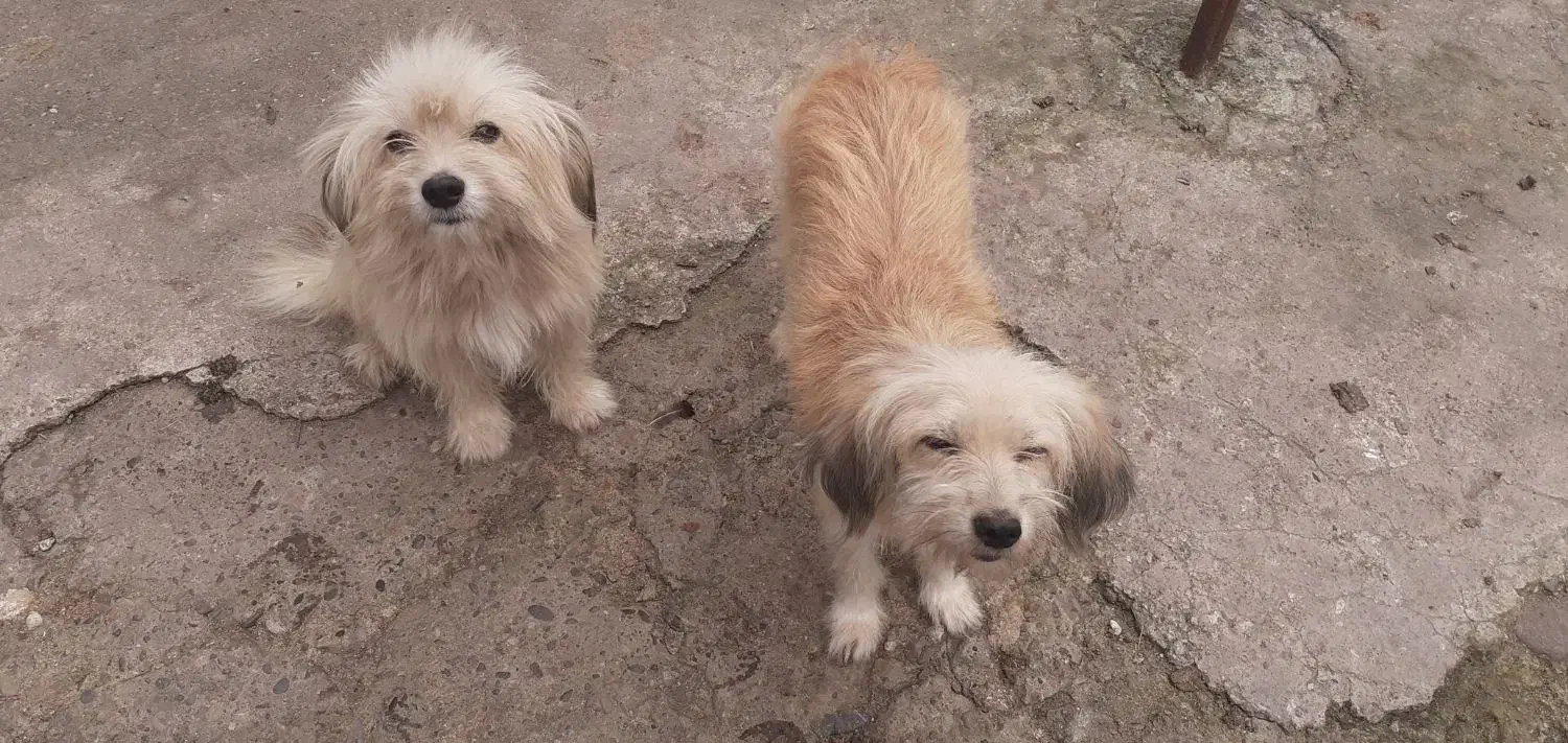 واگزاری نگهدادی سگهای پاکوتاه و پشمالو|سگ|سنگر, |دیوار