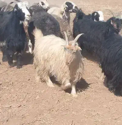 بز وکهره|حیوانات مزرعه|سمیرم, |دیوار