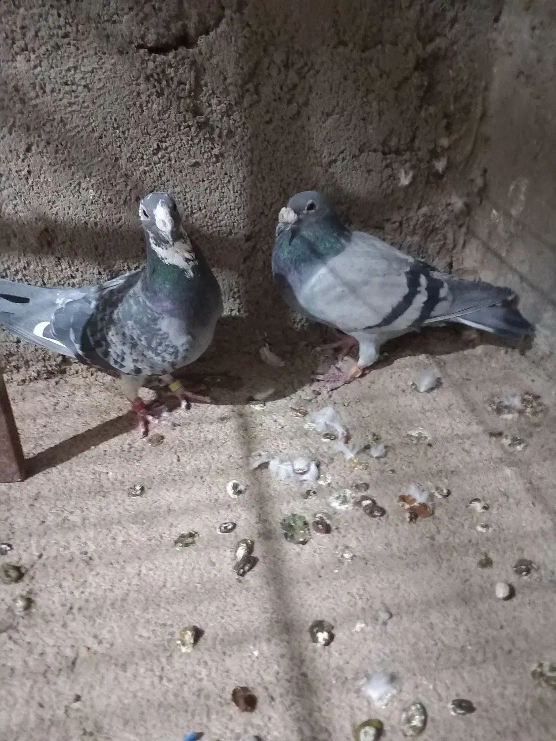 یک جفت سبز پولک پلاکی|پرنده|فردوس (خراسان), |دیوار