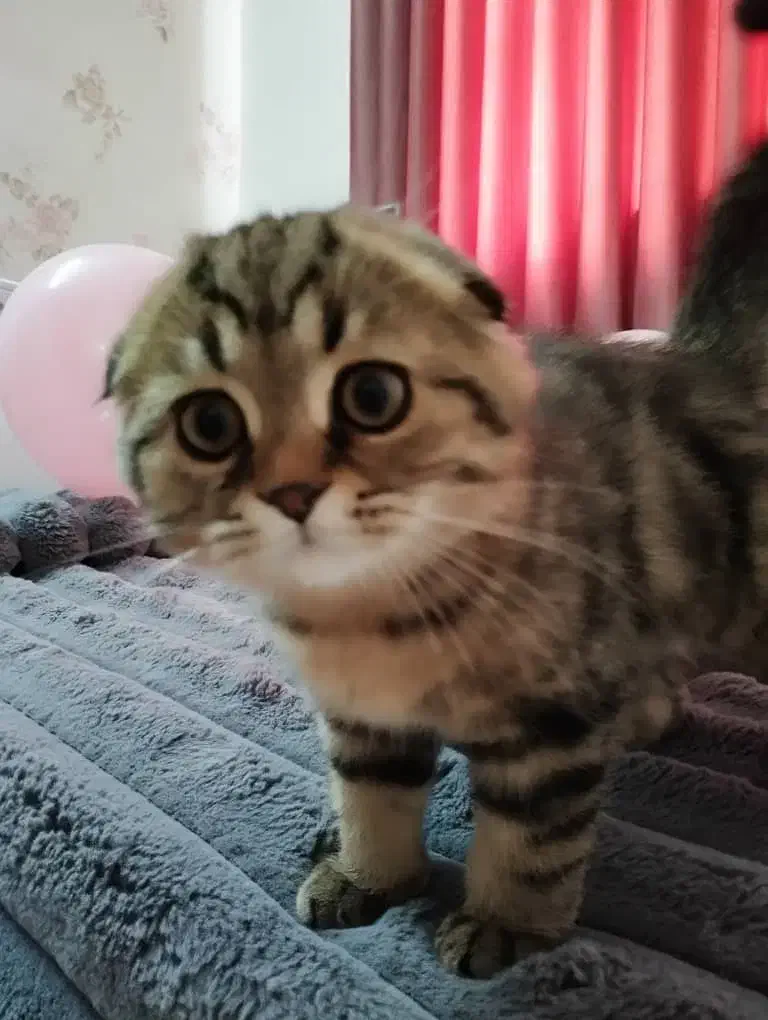 واگذاری بچه گربه 3 ماهه|گربه|بروجرد, |دیوار