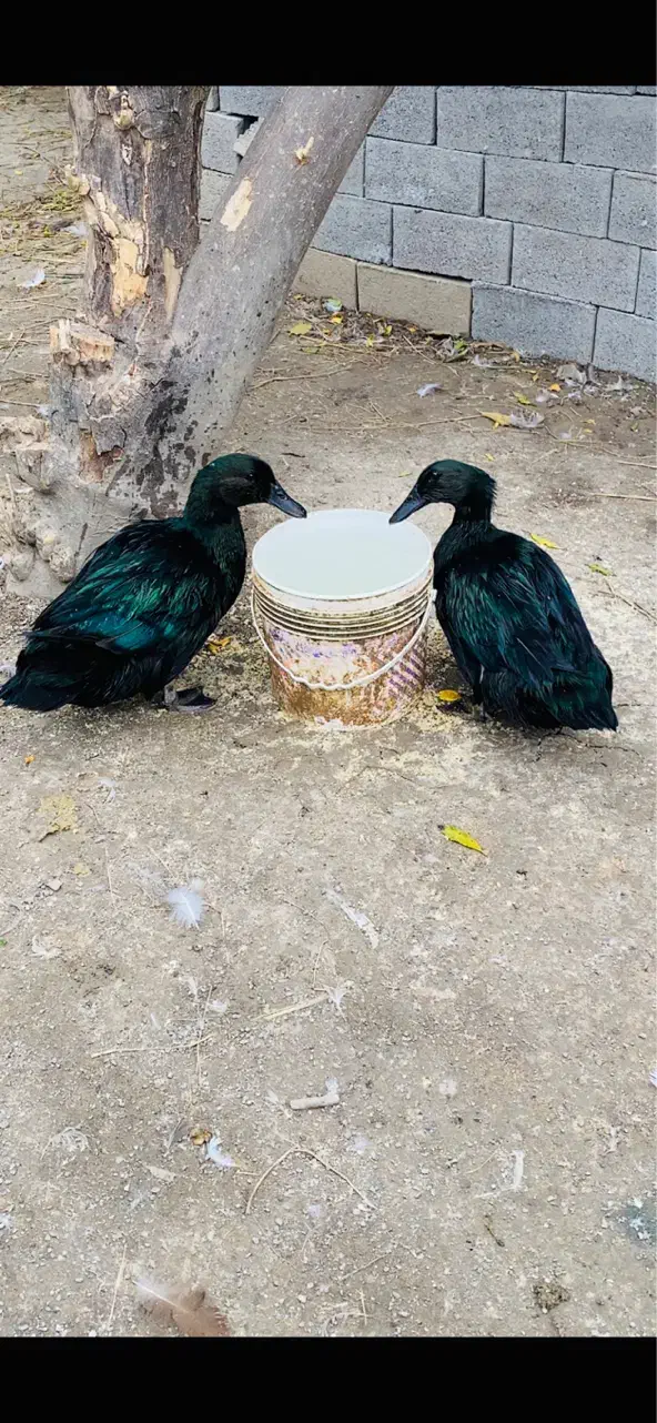 جوجه اردک کایوگا بیگ سایز|حیوانات مزرعه|قائم‌شهر, |دیوار