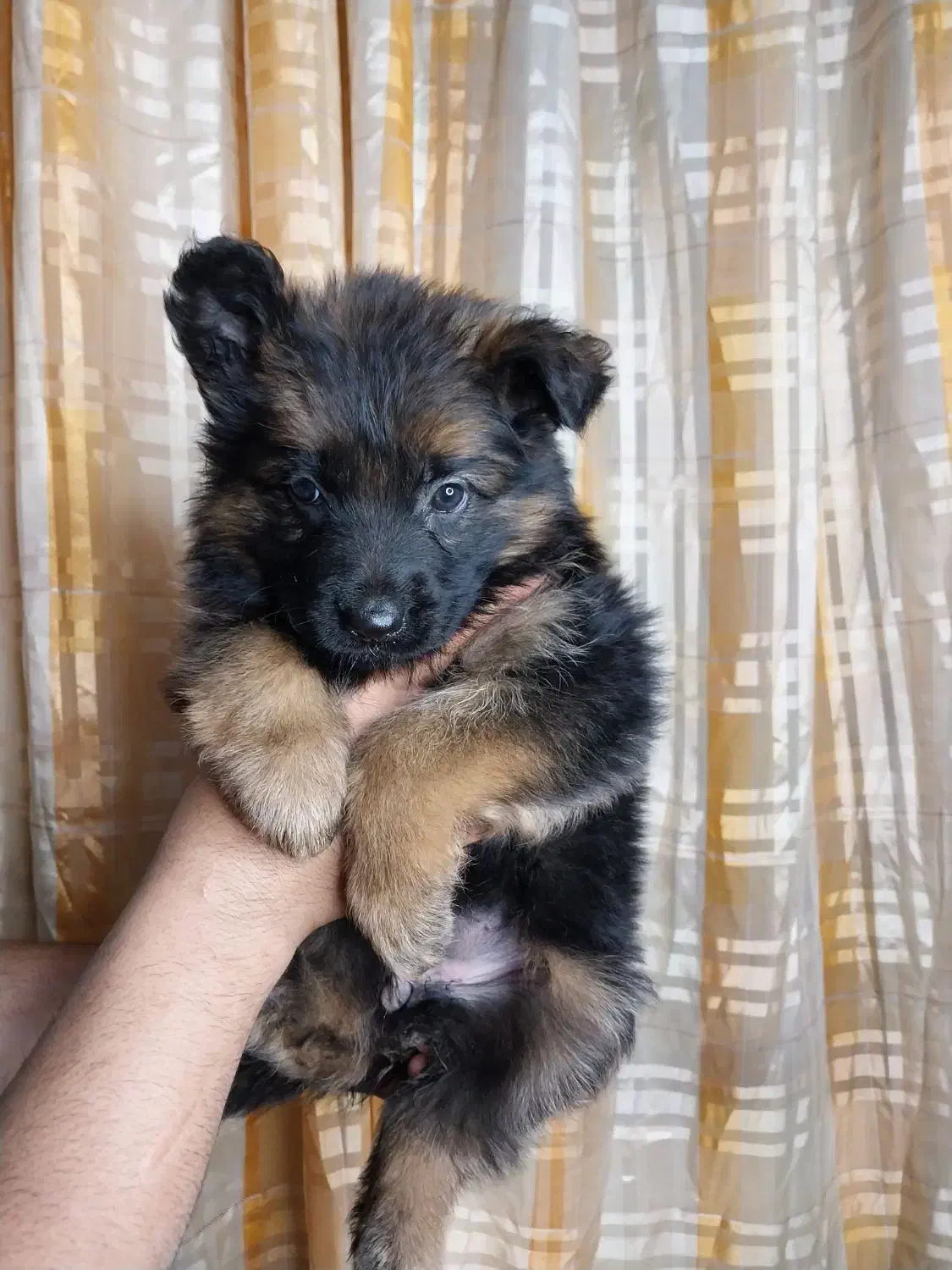 ژرمن شپرد|سگ|اهواز, ۳۰ متری|دیوار