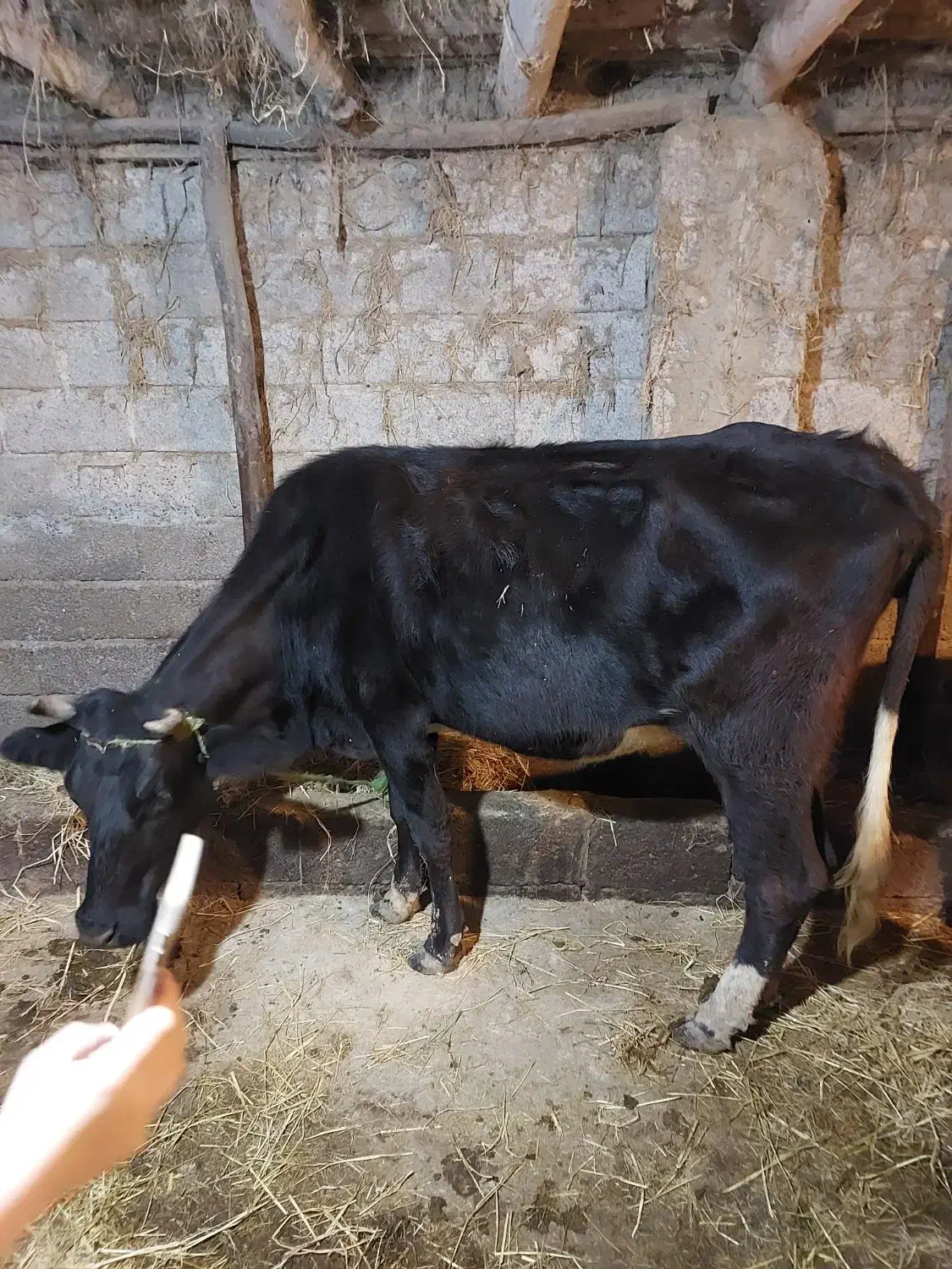 گاو و لیشه دورگ جوان|حیوانات مزرعه|سنگر, |دیوار