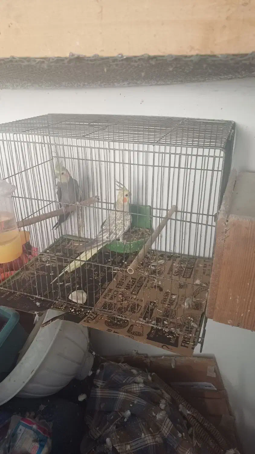 طوطی عروس تخم گذار|پرنده|رشت, هلال احمر|دیوار