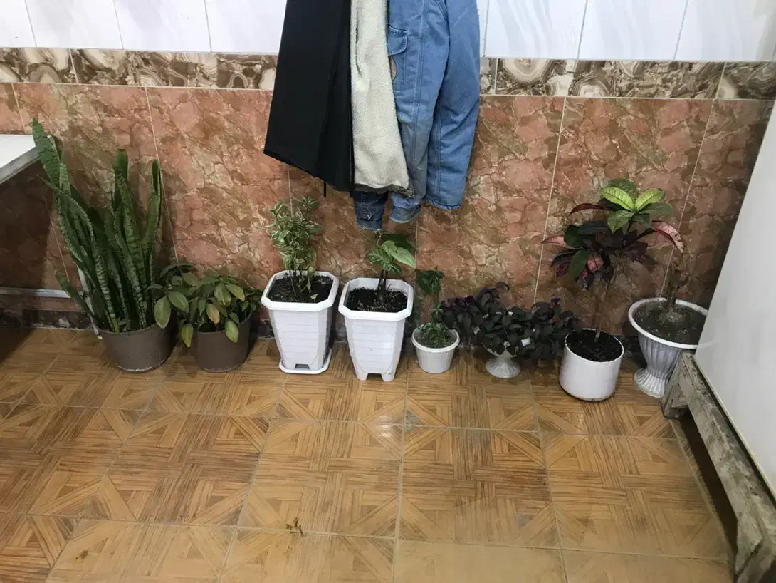 گل های زیبا بدون مریضی|گل و گیاه طبیعی|سقز, |دیوار