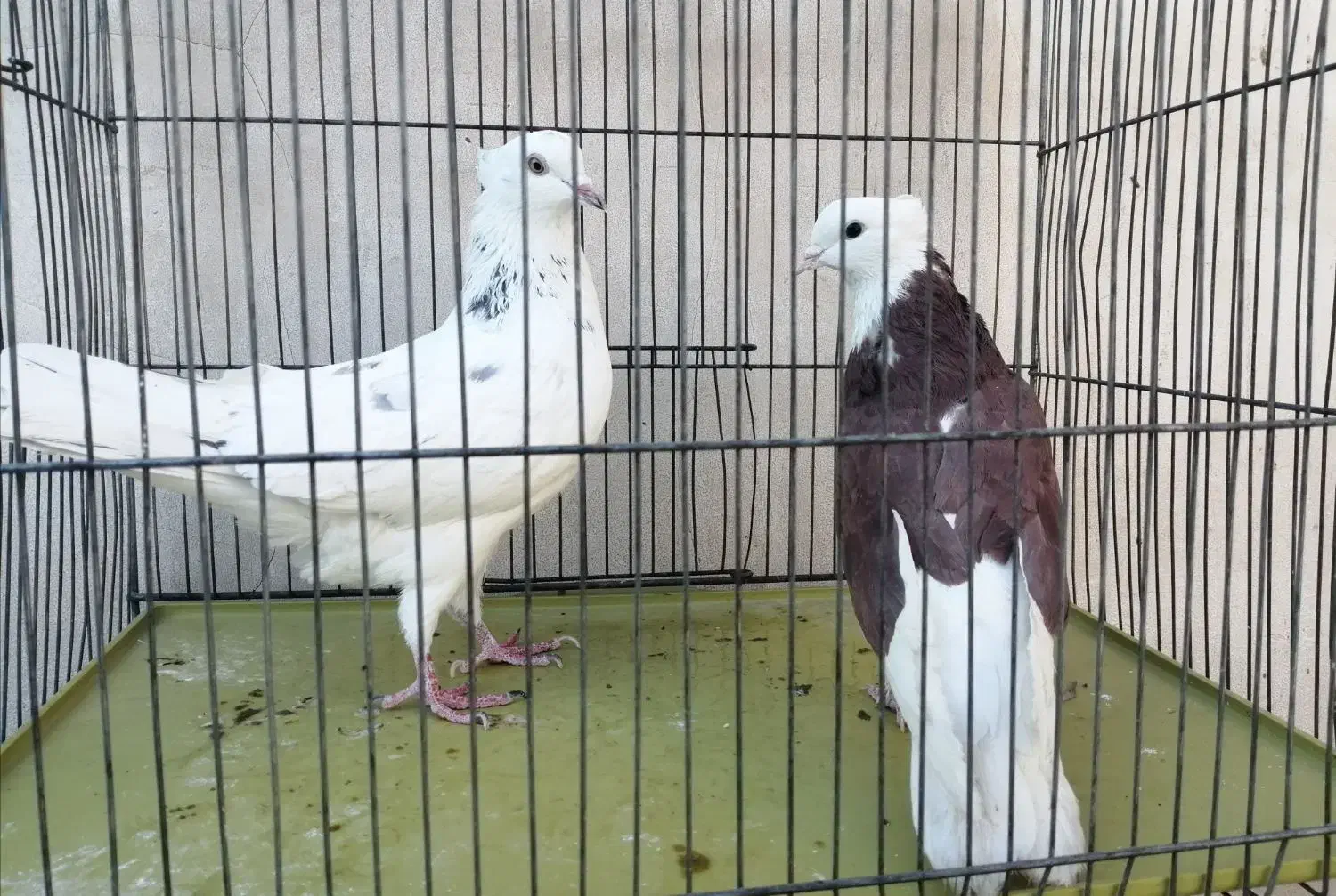 نر و ماده شازده سرور|پرنده|قم, شاه احمد قاسم|دیوار