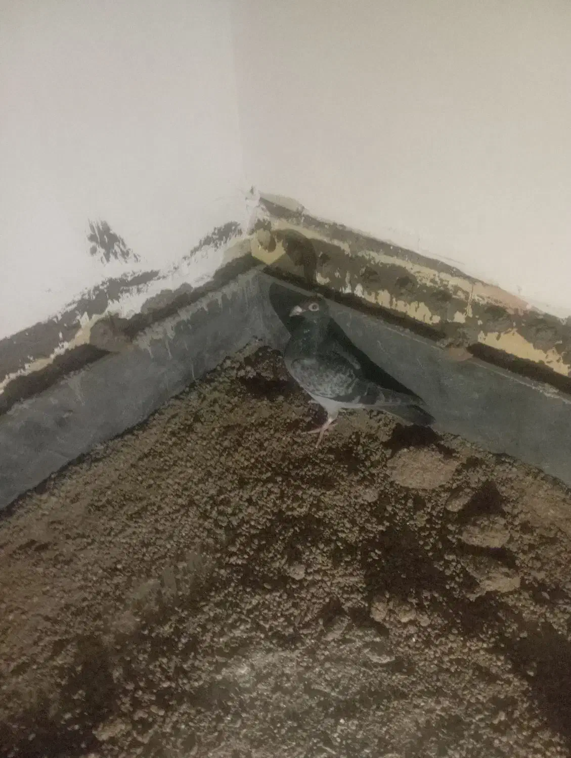 1550|پرنده|مشهد, علی آباد|دیوار