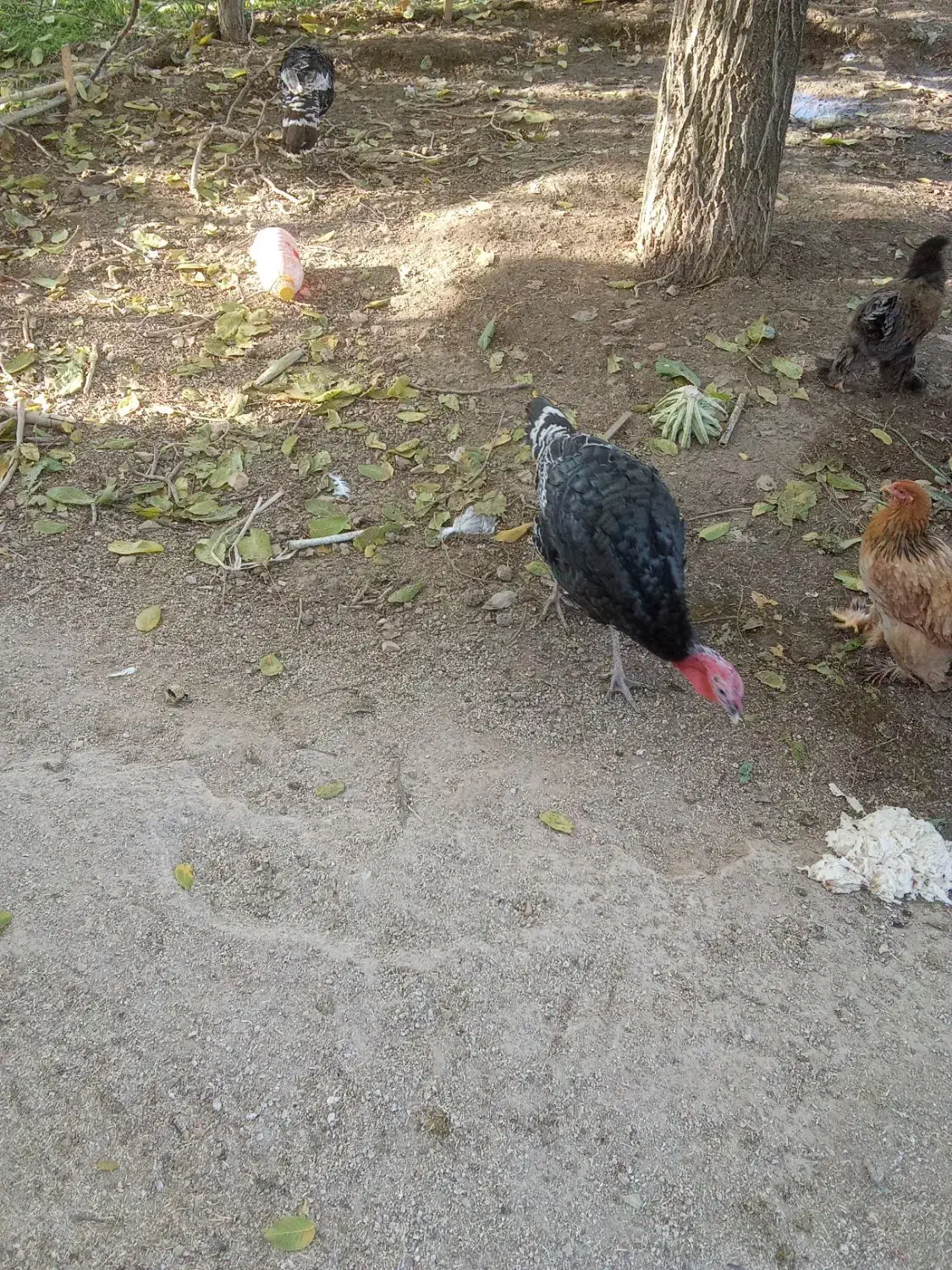 فروش 5عدد مرغ تخم گذار.یک عدد خروس.سه عدد بغلمون|حیوانات مزرعه|اشترینان, |دیوار