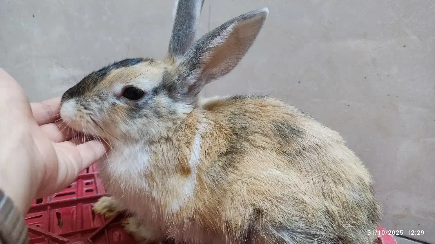 خرگوش مینی لوپ|موش و خرگوش|شیراز, کوشک میدان|دیوار