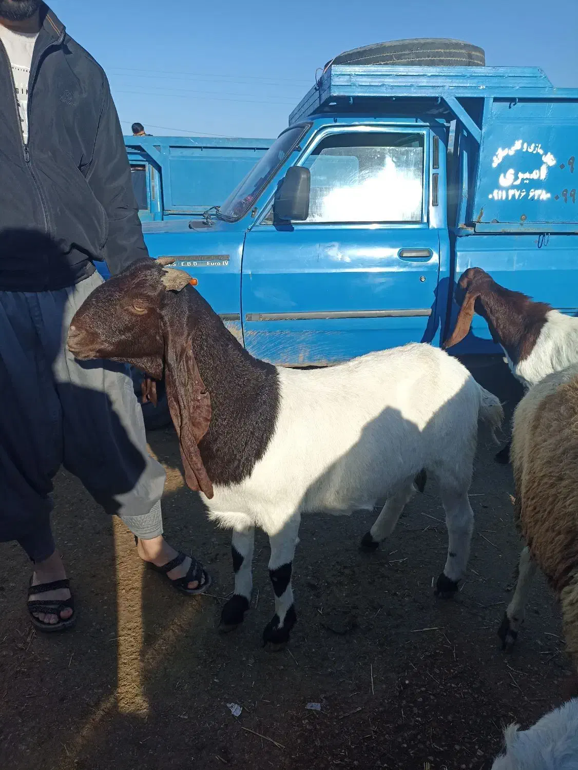 بز پاکستانی اصیل  ابستن|حیوانات مزرعه|انبارآلوم, |دیوار