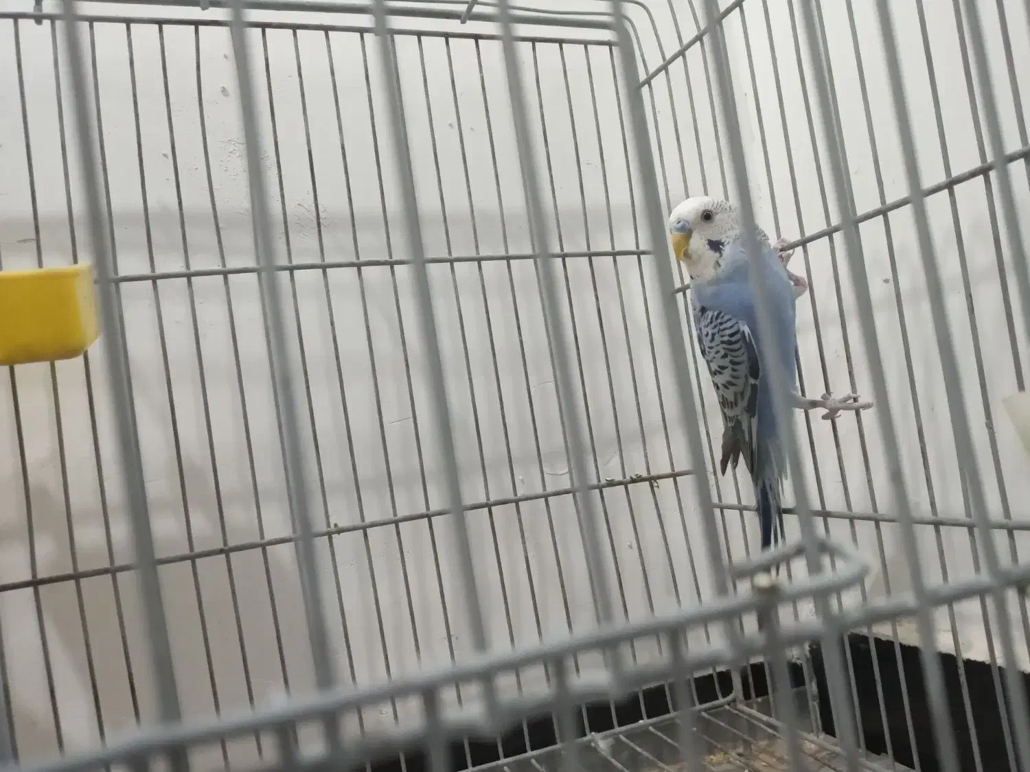 مرغ عشق|پرنده|صحنه, |دیوار