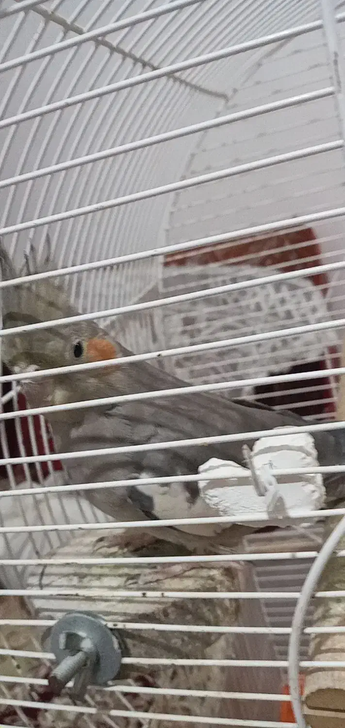 عروس هلندی جفت|پرنده|گیلان غرب, |دیوار