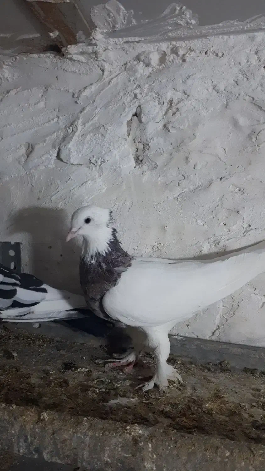 به دلیل جابجای|پرنده|محمدشهر, کوی بهار|دیوار