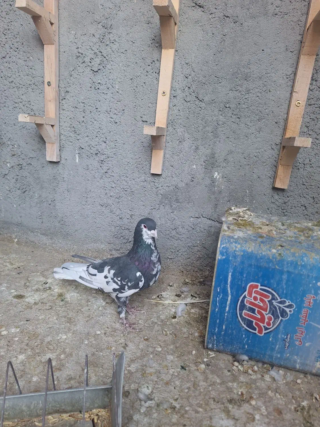 نرافشون خوشرنگ|پرنده|پیر بکران, |دیوار