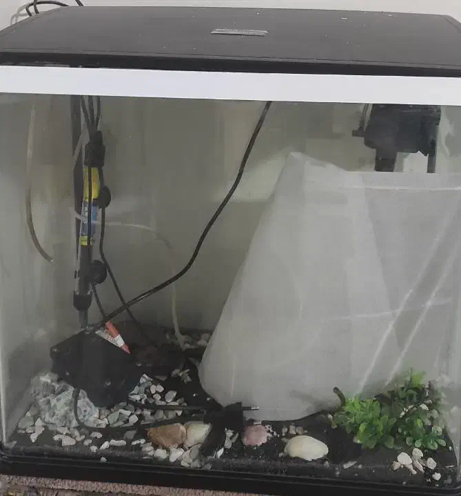 آکواریوم|ماهی|کرمان, |دیوار