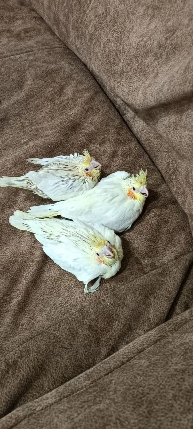 جوجه عروس لوتینو سرلاکی|پرنده|خواف, |دیوار