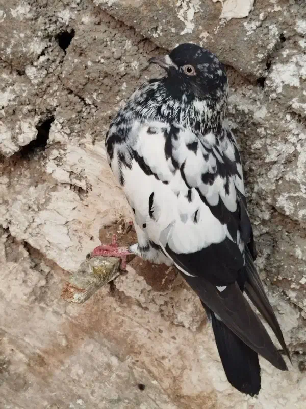 معاوضه با کفتر جفتی توی آلمانی پریدن از جوجگی|پرنده|شیروان (خراسان), |دیوار