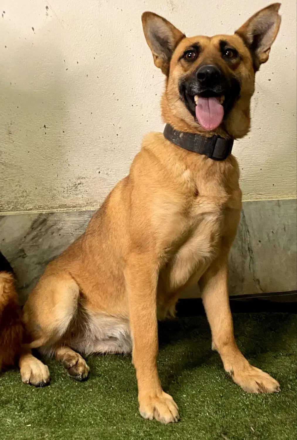 سگ مالنیوز ماده|سگ|ابریشم, |دیوار