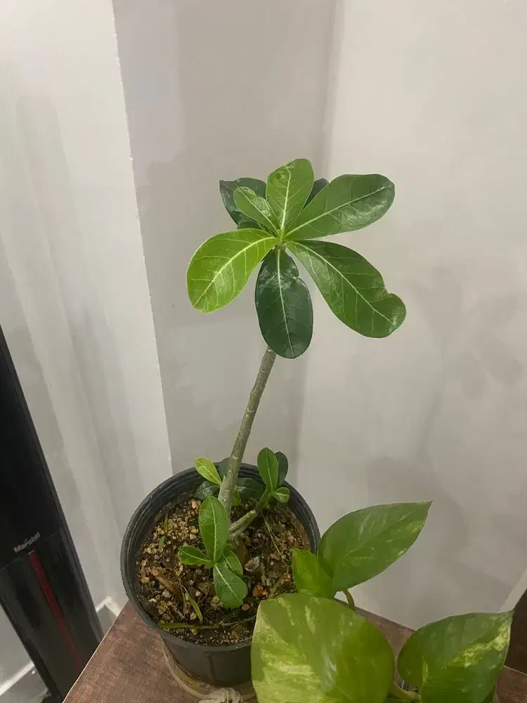 گل خاص گل بنسای ادنیوم|گل و گیاه طبیعی|رشت, فلسطین|دیوار