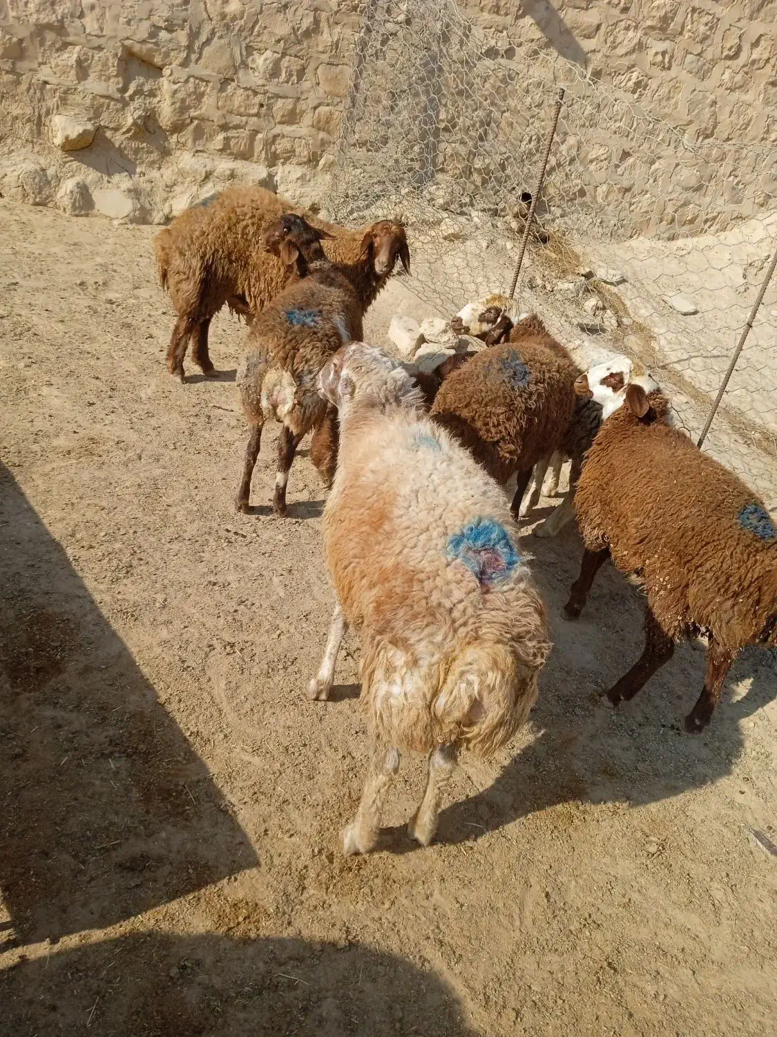 بره قوچ سبز|حیوانات مزرعه|کوهدشت, |دیوار