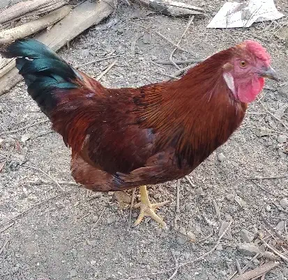 خروس محلی تازه بالغ شده|حیوانات مزرعه|مشهد, فاطمیه|دیوار