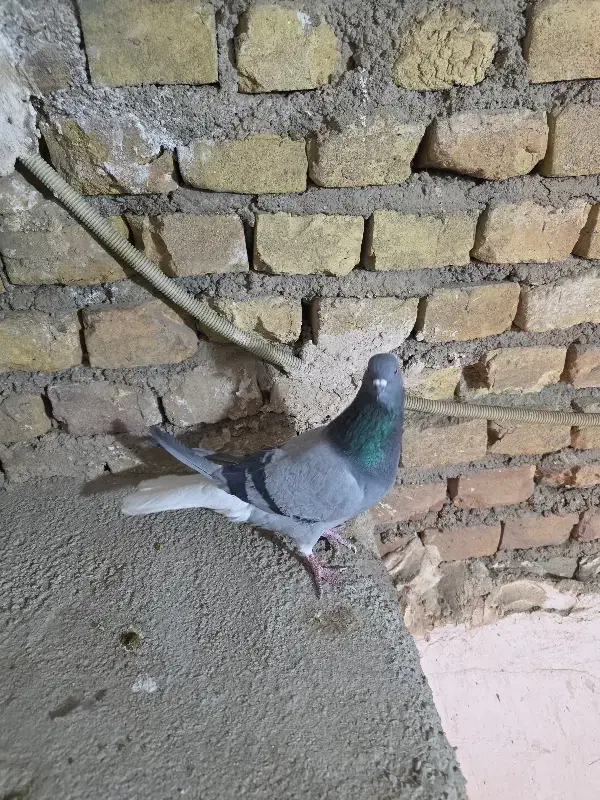 دم سفید دو رگ|حیوانات|یزد, |دیوار