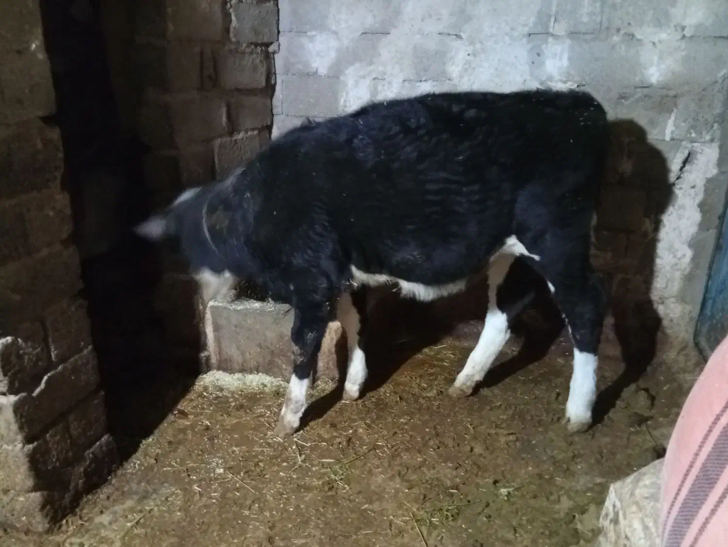 گوساله سیمینتال درهشترود|حیوانات مزرعه|هشترود, |دیوار