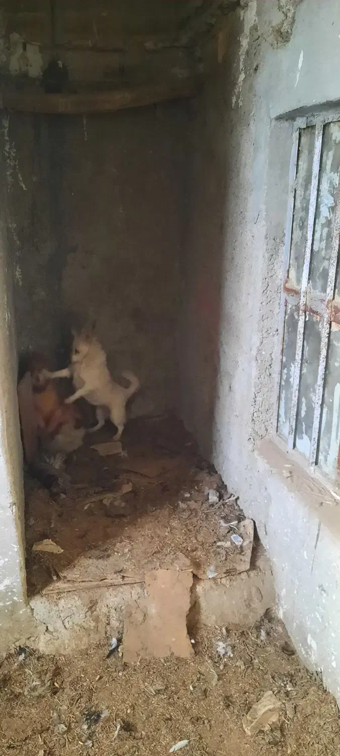 سگ پامر|سگ|گهواره, |دیوار